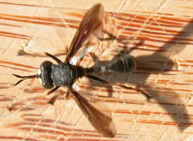 Physocephala tibialis